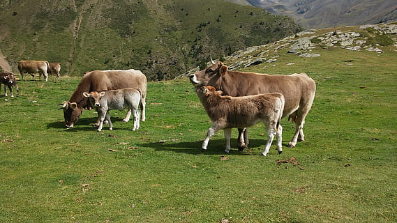 vaci, Munte, natură, mamifer, animale domestice, animale tematice, grup de animale, animal, iarbă, șeptel, intern, camp, plantă, animale de companie, teren, agricultură, animale vertebrate, pășunat, Culoarea verde, peisaj, bovine, nici o persoana, în aer liber, erbivor, 2K, CC0, domeniu public, fără drepturi de autor
