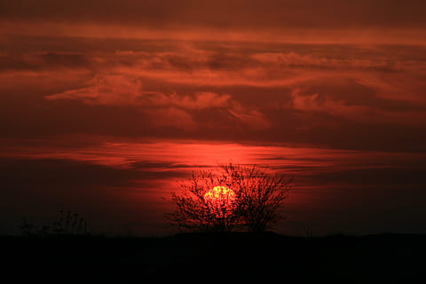 solnedgang, sol, rød, træ, himmel, ild, om aftenen, Sky, sky - himmel, skønhed i naturen, scenics - natur, silhuet, ro, rolig scene, plante, natur, ingen mennesker, landskab, orange farve, idyllisk, miljø, dramatisk himmel, majestætisk, jord, udendørs, mørk, romantisk himmel, 4K, CC0, offentligt domæne, royaltyfrie