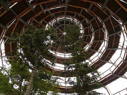 Treetop, Path, Web, Boardwalk, treetop path, construction, observation tower, platform, spiral, swirl, upward, tree trail, nature trail, forest, trees, tree, day, no people, architecture, outdoors, plant, low angle view, built structure, nature, growth, geometric shape, pattern, shape, sky, building, building exterior, circle, directly below, green color, ceiling, 2K, CC0, public domain, royalty free