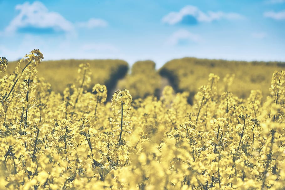 nuvole, campo, fiori, campagna, arabile, bellissimo, fioritura, fiorire, sfocato, avvicinamento, terreni agricoli, colture, azienda agricola, agricoltura, campo di fiori, flora, messa a fuoco, crescita, all'aperto, piante, rurale, fiori gialli, paesaggio, fiore, pianta fiorita, terra, scena rurale, bellezza nella natura, giallo, raccolto, pianta, cielo, scenics - natura, scena tranquilla, natura, ambiente, la tranquillità, messa a fuoco selettiva, nessuno, primavera, 4K