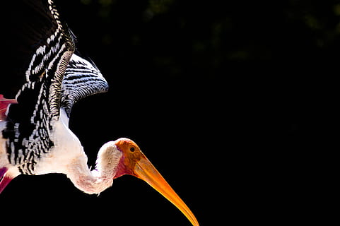 blanc, noir, en volant, oiseau, Contexte, oiseau volant, Couleur, dans la noirceur, animal, faune, la nature, le bec, animaux à l'état sauvage, plume, un animal, la faune des animaux, fond noir, thèmes animaux, vertébré, partie du corps de l'animal, se concentrer sur le premier plan, personne, fermer, vue de côté, espace de copie, flamant, journée, pélican, tête d'animal, cou d'animal, bouche ouverte, 5K, CC0, domaine public, libre de droits