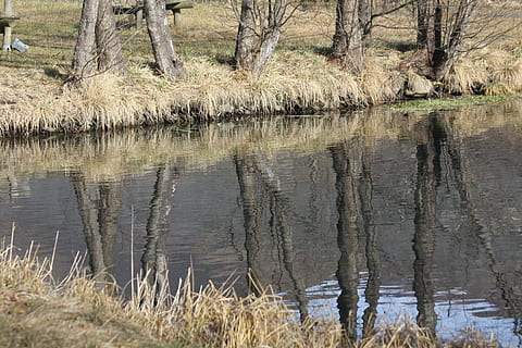 speilrefleksjon, landskap, trær, elv, natur, innsjø, stamme, vann, anlegg, refleksjon, tre, ro, ingen folk, skjønnhet i naturen, dag, rolig scene, naturskjønnhet - natur, vekst, gress, utendørs, ikke-urbane scene, land, vannkanten, bare tre, sump, 4K, CC0, offentlig domene, opphavsrett gratis