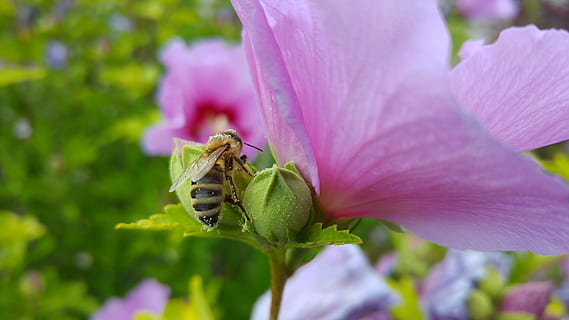 bi, pollen, hibiscus, blomstrende plante, blomst, plante, skønhed i naturen, kronblad, tæt på, dyre temaer, hvirvelløse, friskhed, vækst, insekt, skrøbelighed, dyr, dyreliv, dyr i naturen, et dyr, sårbarhed, natur, ingen mennesker, blomsterhoved, lyserød farve, udendørs, forår, bestøvning, lilla, 5K, CC0, offentligt domæne, royaltyfrie