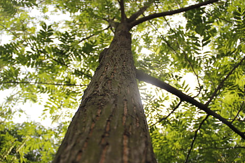 populus, grandi alberi, baldacchino, tronco, consultare, albero, pianta, tronco d'albero, foresta, terra, natura, Inquadratura dal basso, bellezza nella natura, all'aperto, luce del sole, ramo, giorno, bosco, la tranquillità, ambiente, crescita, colore verde, nessuno, foglia, foresta pluviale, direttamente sotto, baldacchino di albero, bambù - pianta, 2K, CC0, dominio pubblico, privo di copyright