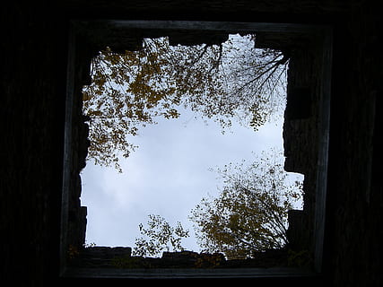 himmel, vindue, udstedt vindue, murværk, himlen bygning, træ, plante, natur, dag, lav vinkel visning, ingen mennesker, arkitektur, bygget struktur, udendørs, vækst, bygning, sky - himmel, bygning udvendig, afdeling, træ - materiale, glas - materiale, fortiden, direkte under, 2K, CC0, offentligt domæne, royaltyfrie
