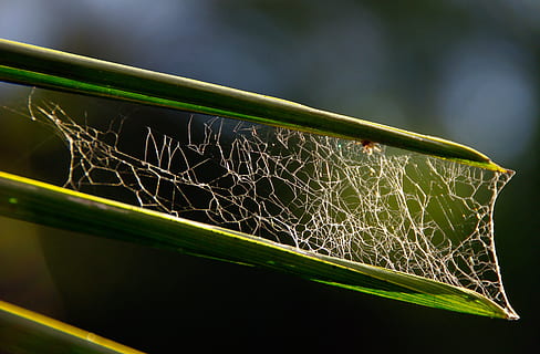 Spider'S Web, Leaves, Tangle, Trap, web, cobweb, spider, green color, close-up, no people, outdoors, day, plant, nature, focus on foreground, growth, spider web, leaf, animal, beauty in nature, grass, animal themes, plant part, invertebrate, science, sport, single object, architecture, 2K, CC0, public domain, royalty free