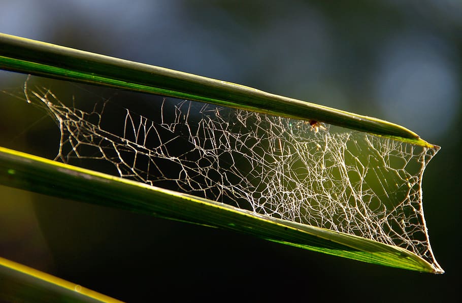 ragnatela, le foglie, groviglio, trappola, web, ragno, colore verde, avvicinamento, nessuno, all'aperto, giorno, pianta, natura, concentrarsi sulle conoscenze acquisite, crescita, foglia, animale, bellezza nella natura, erba, temi animali, parte vegetale, invertebrato, scienza, sport, singolo oggetto, architettura, 2K