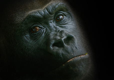 poc profund, focus, cara, enfocament poc profund, goril·la, mico, zoo, animal, veure, món animal, ulls, tancar, vista, foto, cap, primat, vida salvatge, mamífer, Espècies en perill d'extinció, animals a la natura, naturalesa, color negre, un animal, retrat, fauna animal, part del cos dels animals, primer pla, cap gent, vertebrats, animal masculí, mirant la càmera, fons negre, ull d’animals, 8K, CC0, domini públic, lliure de regalies