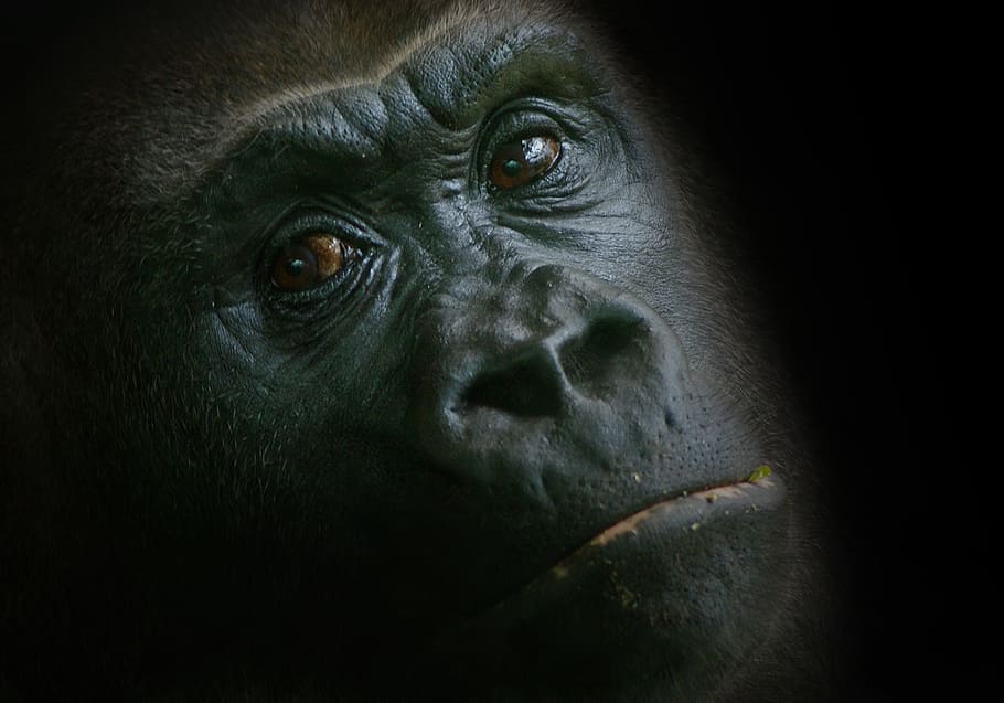 poc profund, focus, cara, enfocament poc profund, goril·la, mico, zoo, animal, veure, món animal, ulls, tancar, vista, foto, cap, primat, vida salvatge, mamífer, Espècies en perill d'extinció, animals a la natura, naturalesa, color negre, un animal, retrat, fauna animal, part del cos dels animals, primer pla, cap gent, vertebrats, animal masculí, mirant la càmera, fons negre, ull d’animals, 8K