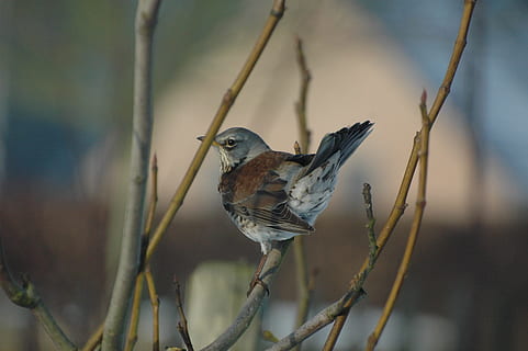 tordo, giardino, albero, primavera, uccello, albero, primavera, albero di fichi, natura, animale, all'aperto, becco, piuma, ramo, passero, birdwatching, un animale, fauna selvatica, animali allo stato selvatico, temi animali, nessuno, vertebrato, appollaiati, concentrarsi sulle conoscenze acquisite, pianta, avvicinamento, giorno, lunghezza intera, ramoscello, bellezza nella natura, 2K, CC0, dominio pubblico, privo di copyright