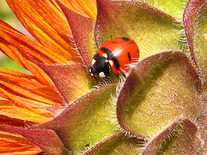 mariehøne, orange, blomst, orange blomst, bille, solsikke, insekt, makro, tæt på, natur, lady bug, rød, pletter, sort, vinger, flyve, nuttet, bladlus æter, symbol, heldig, ingen mennesker, dyre temaer, dyr i naturen, et dyr, hvirvelløse, plante, dyreliv, skønhed i naturen, vækst, dyr, blomstrende plante, skrøbelighed, friskhed, blomsterhoved, sårbarhed, kronblad, pollen, bestøvning, 1080P, CC0, offentligt domæne, royaltyfrie