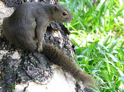 tancar, foto, gris, esquirol, tronc de l'arbre, al costat, verd, herbes, primer pla, esquirol gris, assegut, arbre, bonic, naturalesa, bosc, animal, cua, salvatge, vida salvatge, marró, parc, a l'aire lliure, petit, mirant, adorable, natural, un animal, animals a la natura, temes d'animals, fauna animal, cap gent, vertebrats, planta, rosegador, dia, camp, herba, centrar-se en primer pla, terra, color verd, mamífer, part de la planta, 4K, CC0, domini públic, lliure de regalies