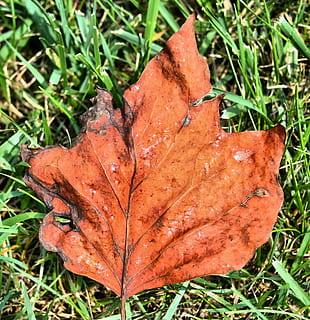 Laubfall, Herbst, Wald, Natur, Blatt, fallen, Laub, Landschaft, Jahreszeit, Holz, draussen, Umgebung, wild, üppig, Szene, beschwingt, Ast, Flora, organisch, lebendig, Leben, Ökologie, Zerbrechlichkeit, Stengel, Boden, wachsen, Botanik, Biologie, Orange, draußen, Gelb, Pflanze, Nahansicht, Gras, Veränderung, Pflanzenteil, orange Farbe, Land, Tag, Feld, keine Leute, trocken, High Angle View, Schönheit in der Natur, Verletzlichkeit, Blattvene, Ahornblatt, Blätter, natürlicher Zustand, Tau, 1080P, CC0, gemeinfrei, lizenzfrei