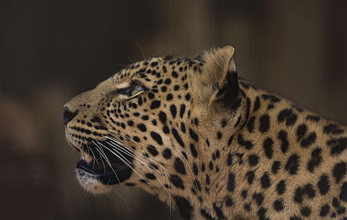 sort, Brun, tiger, leopard, cub, rosetter, rovdyr, Afrika, truede, safari, farligt, feline, kruger, parkere, pardus, pletter, kødædende, portræt, dyre temaer, dyr, et dyr, pattedyr, dyreliv, stor kat, kat, dyr i naturen, fik øje på, ingen mennesker, fokus på forgrunden, dyr kropsdel, kigger væk, tæt på, dyr hoved, leder, bakkenbart, undomesticated cat, udendørs, gepard, profilvisning, 5K, CC0, offentligt domæne, royaltyfrie