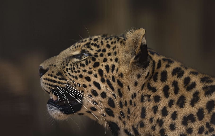 negre, marró, tigre, lleopard, cub, rosetes, depredador, Àfrica, en perill d’extinció, safari, perillós, felí, Kruger, parc, pardus, taques, carnívor, retrat, temes d'animals, animal, un animal, mamífer, fauna animal, gat gran, gat, animals a la natura, tacat, cap gent, centrar-se en primer pla, part del cos dels animals, mirant cap a fora, primer pla, cap d’animals, mirant, bigotis, gat no domesticat, a l'aire lliure, guepard, vista del perfil, 5K