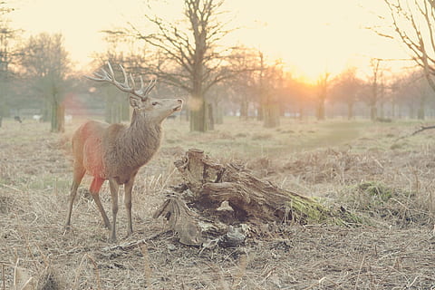 cérvol, tallar, registres, envoltat, nua, arbres, durant el dia, arbres nus, animal, naturalesa, mamífer, vida salvatge, a l'aire lliure, animals a la natura, temes d'animals, camp, fauna animal, un animal, arbre, terra, vertebrats, planta, cap gent, de peu, dia, animals domèstics, herba, paisatge, herbívors, cervatillo, 2K, CC0, domini públic, lliure de regalies
