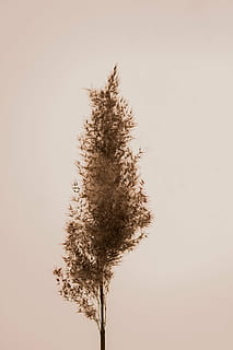 Gras, halme, Gras zittern, schließen, Grashalme, Natur, Herbst, Makro, Teichgräser, Flora, Pflanze, Frühling, Motor, Orange, Stimmung, atmosphärisch, isoliert, Studioaufnahme, keine Leute, Wachstum, Getreidepflanze, Nahansicht, Pflanzenheilkunde, Frische, Blütenkopf, Himmel, Baum, kopieren sie platz, Schönheit in der Natur, Ruhe, klarer Himmel, Tag, Flachwinkelansicht, draußen, einzelner Baum, ruhige Szene, Land, Szenen - Natur, Sonnenuntergang, 5K, CC0, gemeinfrei, lizenzfrei