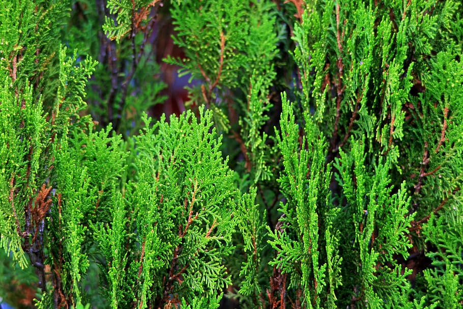 conifera, albero, aromatico, albero di conifere, verde, biologico, agricoltura, all'aperto, ambiente, tronco, le foglie, rami, natura, foresta, colore verde, pianta, foglia, albero sempreverde, felce, bosco, freschezza, avvicinamento, estate, crescita, fogliame lussureggiante, giorno, bellezza nella natura, nessuno, terra, parte vegetale, la tranquillità, concentrarsi sulle conoscenze acquisite, muschio, fogliame, 4K