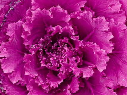 varză, Violet, cap, vegetal, roșu, sănătos, gătire, nutriție, agricultură, frunze, salată, bucătărie, dietă, mâncare, prospeţime, a închide, floare, planta cu flori, plantă, frumusețe în natură, petală, cadru complet, fundaluri, fragilitate, cap de floare, inflorescenţă, natură, vulnerabilitate, nici o persoana, culoarea roz, creştere, mâncat sănătos, primăvară, moliciune, aranjament floral, 1080P, CC0, domeniu public, fără drepturi de autor