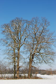 la neve, inverno, albero, paesaggio, natura, freddo, aria, blu, pianta, temperatura fredda, bellezza nella natura, cielo, la tranquillità, scenics - natura, terra, ambiente, scena tranquilla, campo, nessuno, cielo sereno, giorno, albero nudo, all'aperto, 4K, CC0, dominio pubblico, privo di copyright