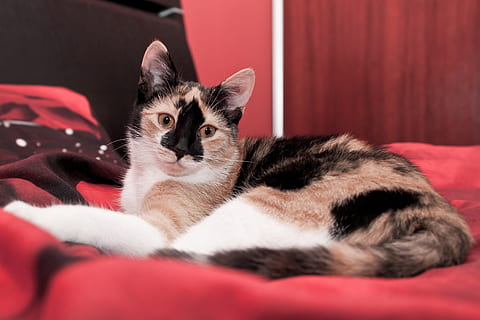 kısa saçlı, taba rengi, beyaz, siyah, kedi, yalan söyleme, kırmızı, bez, dinlenme, yatak, hayvanlar, kedi yavrusu, hayvan, kürk, tembellik, büyüleyici, genç bir yavru kedi, Evcil Hayvan, canavar, bak, Yalan, gözleri, kedinin gözleri, ev kedisi, tatil, memeli, Evcil Hayvanlar, yerli, hayvan temaları, bir hayvan, omurgalı, mobilya, gevşeme, içeriye, portre, kameraya bakıyor, ev içi, kanepe, insansız, kedi bıyığı, 2K, CC0, kamu malı, telif ücretsiz