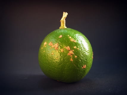 tei, lamaie, felie, întreg, alb, lămâie verde, lămâie, verde, frunze, citrice, fruct, a închide, izolat, copt, frunziş, nimeni, tropical, studio, deplin, jumătate, secțiune, a taia, plantă, fundal, ramură, natură, alimente, brut, nici o persoana, Crăciun, prospeţime, Culoarea verde, mancare si bautura, mâncat sănătos, bunăstare, studio shot, un singur obiect, în interior, Fundal negru, fundal colorat, pară, fruct citric, mere - fructe, natură moartă, plante stem, stil de viata sanatos, 2K, CC0, domeniu public, fără drepturi de autor