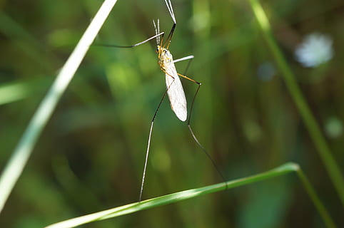insecto, mosquito, macro, alas, animal, invertebrado, temas de animales, fauna animal, animales en la naturaleza, un animal, de cerca, centrarse en primer plano, planta, color verde, naturaleza, día, nadie, belleza en la naturaleza, crecimiento, ala animal, tallo de la planta, fragilidad, hierba, brizna de hierba, mariposa - insecto, 4K, CC0, dominio público, libre de derechos