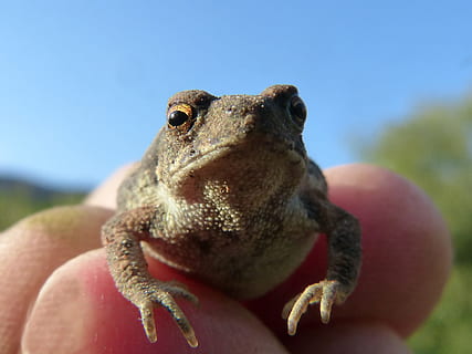 ropucha, sapito, malý, ruka, drobný, batrachian, bufo bufo, jednoho zvířete, zvířat, zvířata ve volné přírodě, detail, plaz, zaměřit se na popředí, Příroda, ještěrka, obratlovců, den, nikdo, nebe, portrét, venku, část těla zvířete, selektivní zaměření, čisté nebe, 2K, CC0, veřejná doména, bez autorských práv