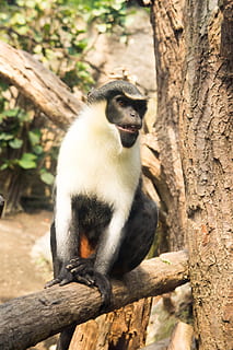 mico, arbre, pell, animal, zoo, naturalesa, äffchen, infern, món animal, jungla, mamífer, dolç, zooaufnahme, blanc, cara, salvatge, purry, un animal, fauna animal, animals a la natura, temes d'animals, tronc de l'arbre, vertebrats, planta, centrar-se en primer pla, tronc, dia, branca, assegut, cap gent, mirant, primat, a l'aire lliure, 4K, CC0, domini públic, lliure de regalies
