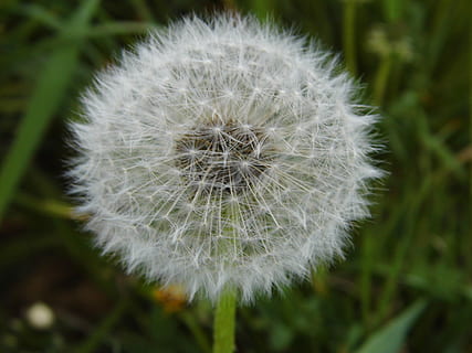 paardebloem, natuur, de lente, dichtbij, puntige bloem, fabriek, bloem, weide, zaden, bloesem, bloeien, wit, zomer bloem, zomer, tuin-, onkruid, botanisch, kruid, weidekruiden, versheid, breekbaarheid, detailopname, kwetsbaarheid, bloeiende plant, schoonheid in de natuur, witte kleur, geen mensen, focus op de voorgrond, groei, bloeiwijze, zachtheid, bloemhoofd, onbeschaafd, buitenshuis, paardenbloem zaad, natuurlijke toestand, 4K, CC0, publiek domein, royaltyvrij