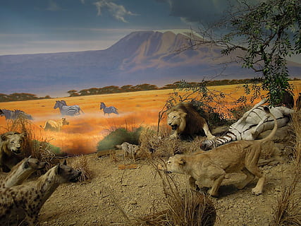 animais, modelos, exposição, zebra, hiena, leão, natureza, deserto, animal, panorama, montanha, mamífero, temas animais, céu, vertebrado, plantar, animais domésticos, terra, pets, scenics - natureza, ninguém, grupo de animais, meio Ambiente, nuvem - céu, árvore, animais selvagens, campo, beleza na natureza, clima árido, 1080P, CC0, domínio público, royalty free