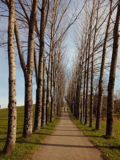 Weg, Bäume, Natur, Pfad, Park, gehen, campestre, Baum, Santiago von Compostela, Ökologie, Wandern, Pflanze, kahler Baum, der Weg nach vorn, von Bäumen gesäumt, Richtung, Baumstamm, Kofferraum, abnehmende Perspektive, Ruhe, ruhige Szene, Fußweg, Straße, keine Leute, Tag, Wachstum, Land, in einer Reihe, Schönheit in der Natur, draußen, Wald, 1080P, CC0, gemeinfrei, lizenzfrei
