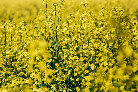 rape field, sunny, day, Rape, field, sunny day, summer, flower, yellow, background, nature, agriculture, rapeseed, yeallow, oilseed, oilseed Rape, canola, springtime, rural Scene, plant, outdoors, no People, meadow, green Color, vibrant color, flowering plant, beauty in nature, growth, landscape, freshness, land, crop, abundance, farm, selective focus, blossom, flower head, 4K, CC0, public domain, royalty free