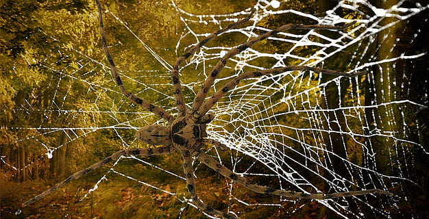 edderkop, netværk, spindelvæv, tæt, anstrengte netværk, arachnid, ingen mennesker, edderkoppespind, vand, træ, natur, plante, baggrunde, skrøbelighed, dag, kompleksitet, fuld ramme, tæt på, mønster, sårbarhed, udendørs, skønhed i naturen, våd, fokus på forgrunden, snavset, 1080P, CC0, offentligt domæne, royaltyfrie