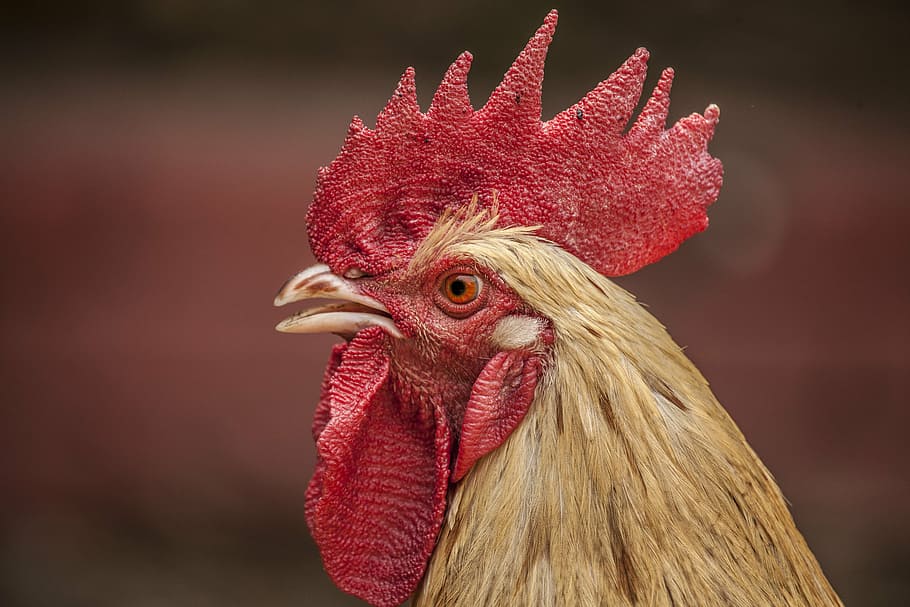 selective, focus photography, beige, rooster, red, brown, chicken, animals, poultry, chicken - bird, livestock, bird, cockerel, domestic animals, one animal, agriculture, close-up, animal themes, animal, male animal, mammal, pets, domestic, animal body part, animal head, vertebrate, focus on foreground, no people, profile view, animal eye, 5K