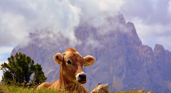vaca, dolomites, descans, prato, tranquil·litat, herba, ramat, bestiar, naturalesa, animal, temes d'animals, mamífer, animals domèstics, nacional, un animal, retrat, mascotes, cel, núvol - cel, mirant la càmera, vertebrats, dia, bestiar domèstic, cap gent, paisatge, a l'aire lliure, cap d’animals, herbívors, 5K, CC0, domini públic, lliure de regalies