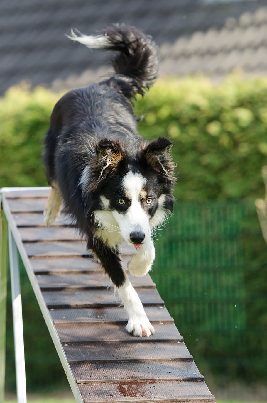 adulto, nero, bianca, border collie, a piedi, tavola, giorno, agilità, web, passerella, formazione, addestramento del cane, un animale, mammifero, animali domestici, domestico, canino, cane, concentrarsi sulle conoscenze acquisite, vertebrato, ritratto, guardando la fotocamera, nessuno, natura, luce del sole, legno - materiale, all'aperto, 4K