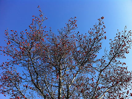 crown, sky, spring, plant, tree, low angle view, blue, beauty in nature, flower, clear sky, no people, branch, flowering plant, nature, growth, day, pink color, blossom, outdoors, springtime, sunny, fragility, 2K, CC0, public domain, royalty free