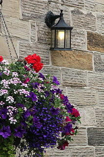 plante, Stenmur, mønster, mursten, væg, klippe, struktur, have, hus, blomst, blomstrende plante, arkitektur, bygget struktur, friskhed, skrøbelighed, sårbarhed, ingen mennesker, bygning udvendig, bygning, natur, dag, skønhed i naturen, vækst, lav vinkel visning, murbygningsfunktion, belysningsudstyr, udendørs, blomsterhoved, elektrisk lampe, blomster arrangement, buket, lilla, 5K, CC0, offentligt domæne, royaltyfrie