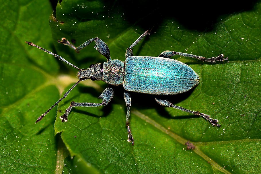 blau, negre, escarabat, verd, full, insecte, macro, naturalesa, part de la planta, un animal, animal, temes d'animals, fauna animal, color verd, invertebrat, primer pla, animals a la natura, cap gent, dia, zoologia, planta, artròpode, a l'aire lliure, enfocament selectiu, 4K