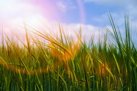 verd, camp de gespa, digital, fons de pantalla, vent, moviment, borrós, llum, sol, raig de sol, blat, cereals, halme, camp, planta, cel, naturalesa, agricultura, herba, paisatge, color verd, terra, planta de cereals, cultiu, escena rural, medi ambient, cap gent, creixement, estiu, llum solar, primer pla, enfocament selectiu, a l'aire lliure, primavera, brillant, 5K, CC0, domini públic, lliure de regalies