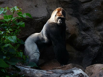 musta, valkoinen, hopea-takaisin-gorilla, gorilla, apina, nisäkäs, eläin, silverback, johtaja, hopeanharmaa, turkis, suuri, voimakas, vaikuttava, vuorigorilla, hallitseva, villieläimet, karhu, luonto, uhanalaiset lajit, eläintarha, eläimiä, metsä, eläinten villieläimet, kädellinen, yksi eläin, selkärankainen, rock, rock - esine, vankka, ei ihmisiä, istuva, päivä, näköinen, 4K, CC0, public domain, rojaltivapaa