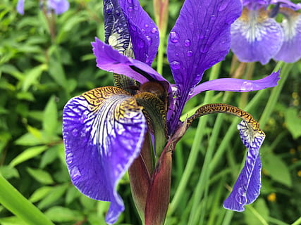 fiore, iris, natura, primavera, floreale, giardinaggio, pioggia, foglia, viola, goccia di pioggia, macro, pianta fiorita, pianta, bellezza nella natura, crescita, fragilità, vulnerabilità, petalo, testa di fiore, freschezza, avvicinamento, infiorescenza, concentrarsi sulle conoscenze acquisite, animali allo stato selvatico, giorno, un animale, fauna selvatica, invertebrato, nessuno, iris - pianta, impollinazione, polline, 2K, CC0, dominio pubblico, privo di copyright