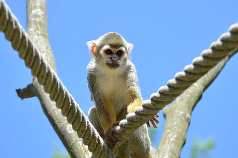 Capuchins, apina, Herr, nilsson, herr nilsson, matala kulma, yksi eläin, sininen, päivä, ulkona, eläinten teemoja, kädellinen, taivas, eläin, nisäkäs, eläinten villieläimet, kirkas taivas, selkärankainen, eläimiä, luonto, ei ihmisiä, keskittyä etualalle, katsot kameraa, köysi, 2K, CC0, public domain, rojaltivapaa