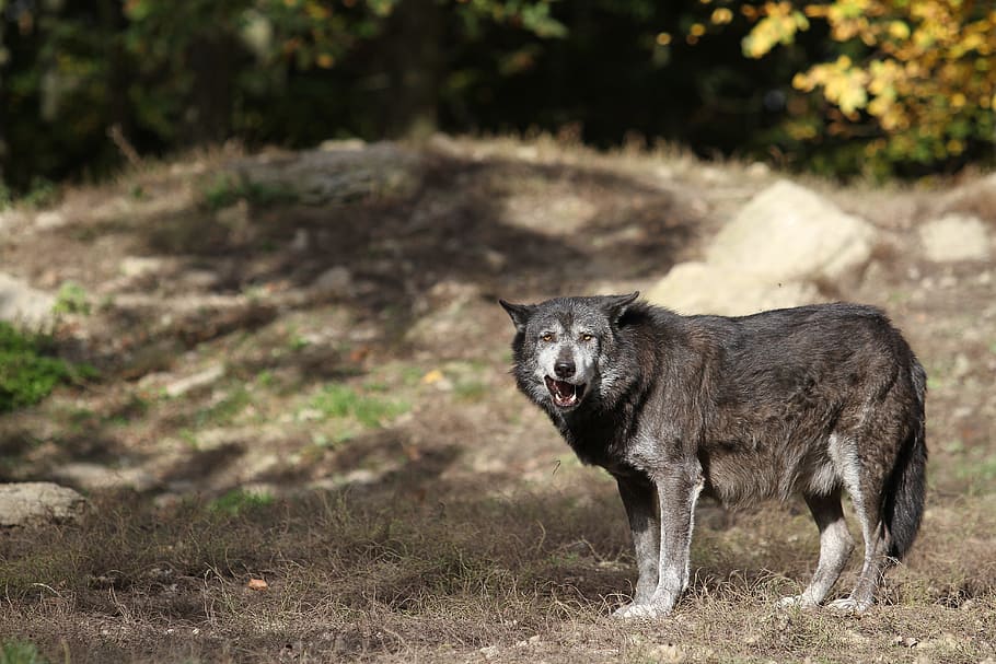 llop, timberwolf, depredador, naturalesa, paquet, Canadà, animal salvatge, bosc, fotografia de fauna salvatge, scheu, un animal, animal, temes d'animals, mamífer, fauna animal, vertebrats, animals a la natura, terra, cap gent, mascotes, dia, mirant la càmera, retrat, nacional, de peu, ira, centrar-se en primer pla, camp, a l'aire lliure, agressió, 5K