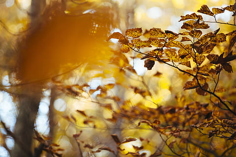 marrón, frondoso, árbol, tiempo de día, superficial, fotografía de enfoque, hojas, otoño, hoja, naranja, luz del sol, amarillo, naturaleza, excursionismo, calor, vívido, color cálido, planta, parte de la planta, cambio, día, nadie, belleza en la naturaleza, enfoque selectivo, color naranja, al aire libre, rama, de cerca, tranquilidad, seco, centrarse en primer plano, colección de otoño, hoja de arce, condición natural, 5K, CC0, dominio público, libre de derechos