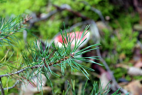 rametto, foresta, aghi, conifero, natura, iglak, verde, aghi di pino, pianta, conifera, crescita, colore verde, bellezza nella natura, fiore, concentrarsi sulle conoscenze acquisite, nessuno, avvicinamento, freschezza, giorno, la tranquillità, pianta fiorita, parte vegetale, all'aperto, foglia, terra, albero, messa a fuoco selettiva, fragilità, Pino, albero di conifere, 5K, CC0, dominio pubblico, privo di copyright
