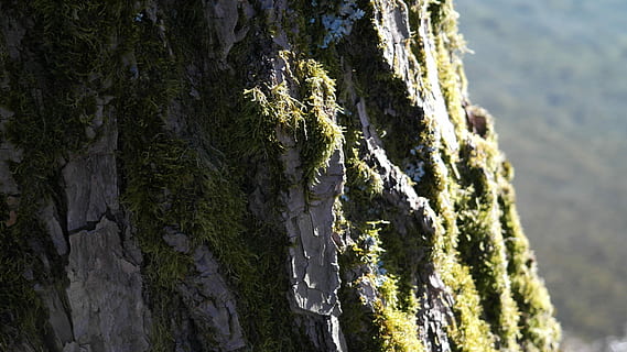 arbre, bûche, écorce, esthétique, Terre, la nature, paysage, rock - objet, personne, rugueux, journée, se concentrer sur le premier plan, plante, Roche, tronc d'arbre, mousse, tronc, beauté dans la nature, croissance, eau, en plein air, solide, fermer, mer, tranquillité, couleur verte, lichen, 5K, CC0, domaine public, libre de droits