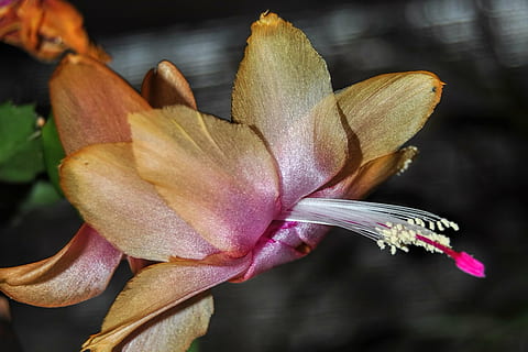 Kaktus, weihnachtskaktus, blühte auf, schließen, Blume, Blütenblatt, Nahansicht, Blütenkopf, Zerbrechlichkeit, keine Leute, Frische, Natur, Schönheit in der Natur, draußen, blühende Pflanze, Pflanze, Verletzlichkeit, Wachstum, Fokus auf den Vordergrund, Blütenstand, Pollen, Botanik, Lilie, Frühling, lila, 2K, CC0, gemeinfrei, lizenzfrei