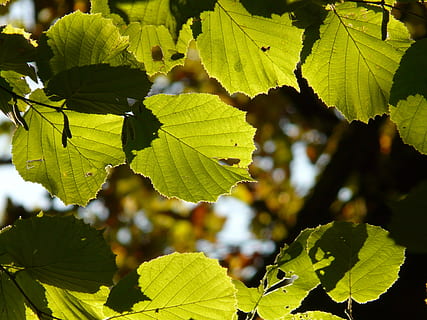 blad, bladeren, achterlicht, okkernoot, hazelnoot, hazelnoot boom, haselnuss bamu blatt, natuur, boom, seizoen, groene kleur, zomer, buitenshuis, fabriek, herfst, deel van de plant, groei, schoonheid in de natuur, detailopname, zonlicht, dag, focus op de voorgrond, geen mensen, versheid, bladader, kalmte, selectieve aandacht, eten en drinken, 2K, CC0, publiek domein, royaltyvrij